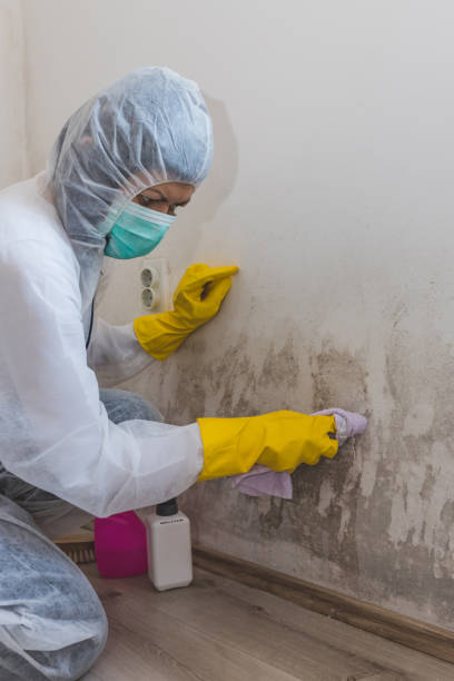Best Industrial Mold Remediation  in La Plata, MD